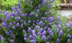 arbustes floraison bleue