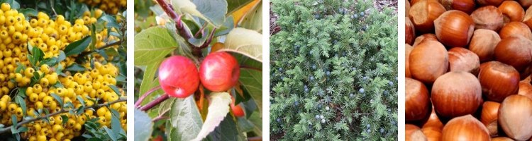 Arbustes à fruits pour l'Hiver