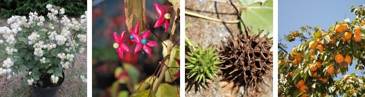 Arbustes à Fruits pour l'Hiver