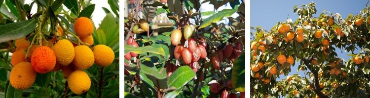 Arbustes à Fruits pour l'Hiver