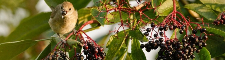 Arbustes à Fruits pour l'Hiver