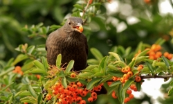 arbustes à fruits pour les oiseaux