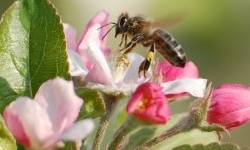 arbustes fleurs mellifères