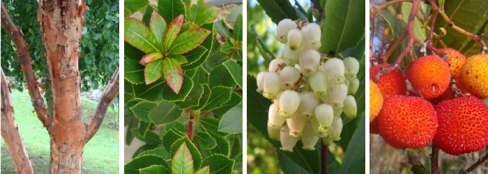 arbutus-unedo-arbousier