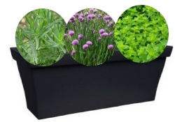 Aromatiques pour terrain frais