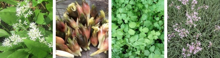 Aromatiques perpétuelles étonnantes