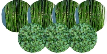 Association Prêle du japon & Muehlenbeckia