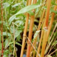 Bambou Phyllostachys Aureocaulis