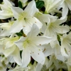 Azalée 'White Lady'