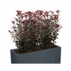 Brise-vue Photinia