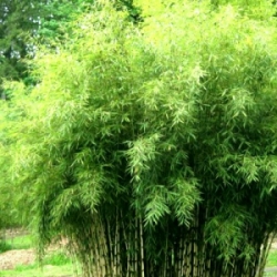 Bambou Fargesia angustissima