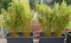 Bambous pour Pots et Jardinières