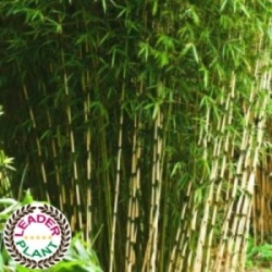 bambou Fargesia robusta campbell