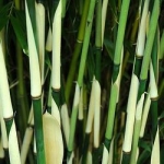 Bambou Fargesia 'Pingwu'