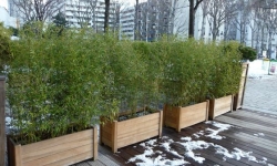 Bambous pour Pots et Jardinières