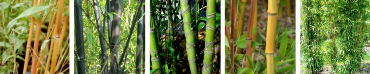Bambou Phyllostachys traçant pour haie Bambou Phyllostachys traçant pour haie