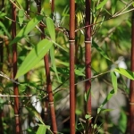 Bambou Fargesia 'Red Panda'