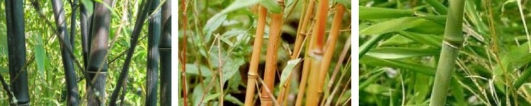 Bambous traçants Phyllostachys