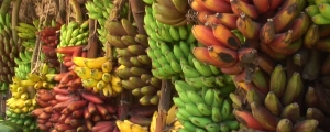 Régimes de Bananes de couleur