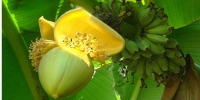 Fleur de Bananier