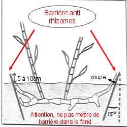 comment installer une barriere anti-rhizome pour une haie de bambous