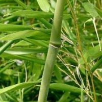 Bambou Phyllostachys Bissetii
