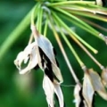 Graines d'Agapanthe