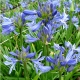 Agapanthe 'Bleu de Chine'