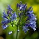 Agapanthe 'Blue Triomphator'