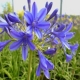 Agapanthe 'Brilliant Blue'