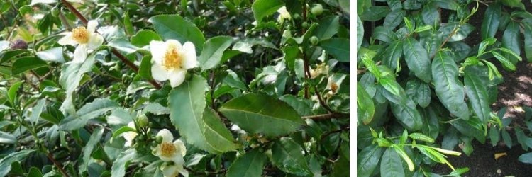 Camellia sinensis - Théier