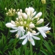 Agapanthe 'Kilmurry'