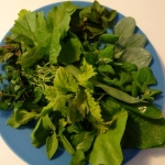 Salade avec des feuilles de Mertensia