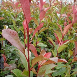 Pousse de photinia