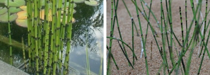 comment planter equisetum japonicum