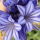 Agapanthe 'Purple Cloud'
