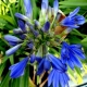 Agapanthe 'Timaru'