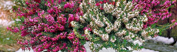 Tout connaitre de la bruyère d'hiver , une plante vivace parfaite -   - Spécialiste des plantes de jardin