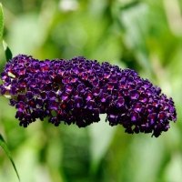 Arbre à papillons 'Black Knight'