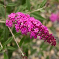 Arbre à papillons nain 'Dark Pink' 