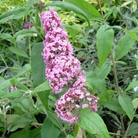 Arbre à papillons 'Pink Delight'