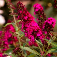 Arbre à papillons 'Royal Red'