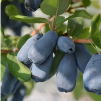 Chèvrefeuille comestible - Camerisier