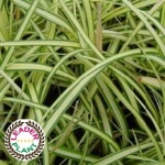 Carex 'Evergold'