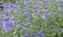 Caryopteris