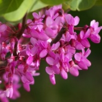 Cercis type