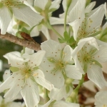Cerisier à fleurs 'Brillant'