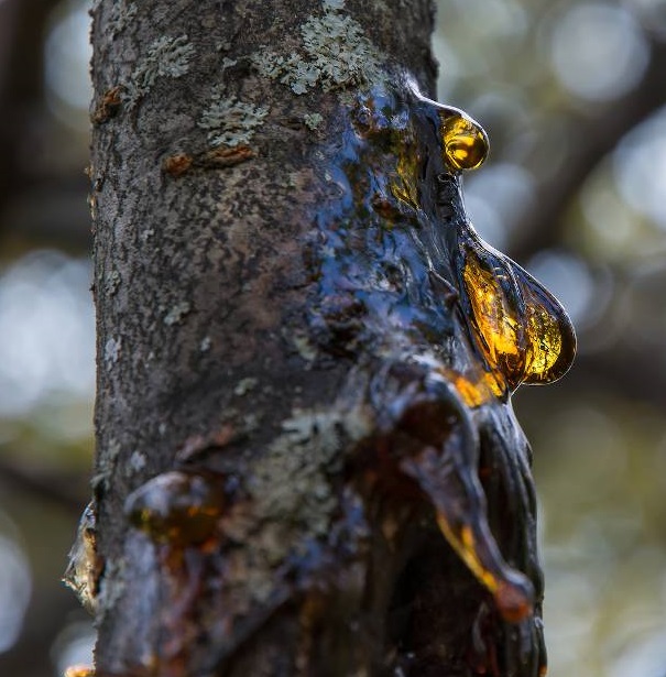 Chancres sur arbres