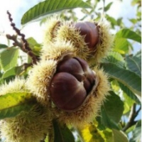 Châtaignier 'Maraval' - Arbre à pain 'Maraval'