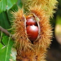 Châtaignier 'Marron de Lyon' - Arbre à pain 'Marron de Lyon'